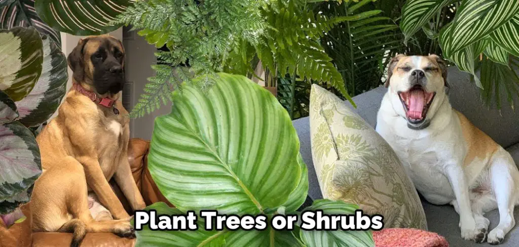 Plant Trees or Shrubs