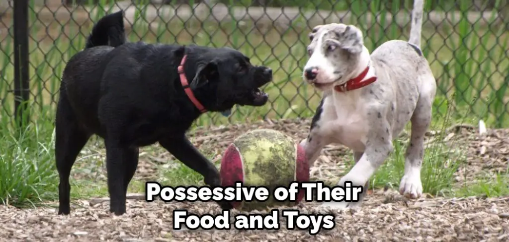 Possessive of Their Food and Toys
