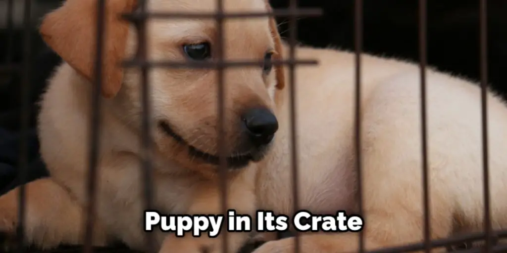 Puppy in Its Crate