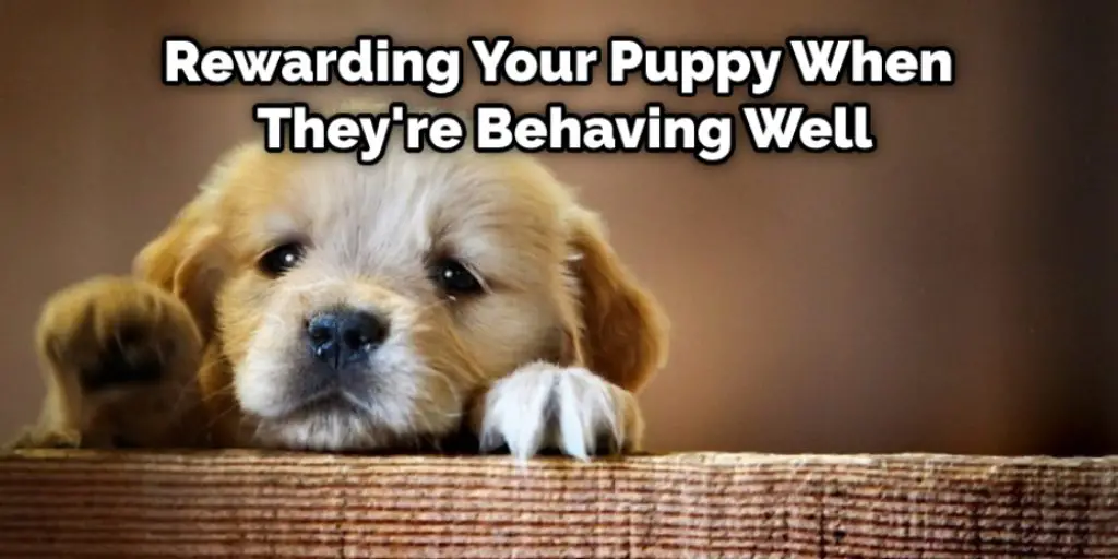 Rewarding Your Puppy When They're Behaving Well