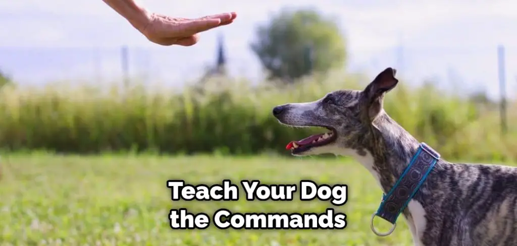Teach Your Dog the Commands