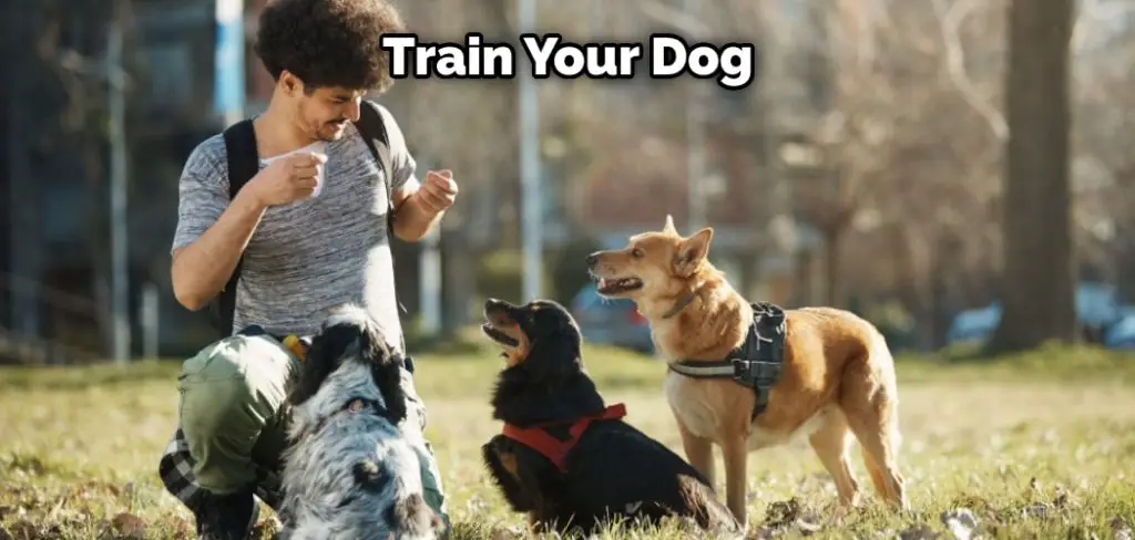 Train Your Dog