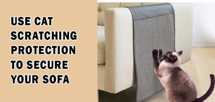 Use Cat Scratching Protection to Secure your sofa
