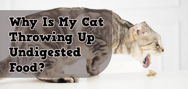 Why Is My Cat Throwing Up Undigested Food?