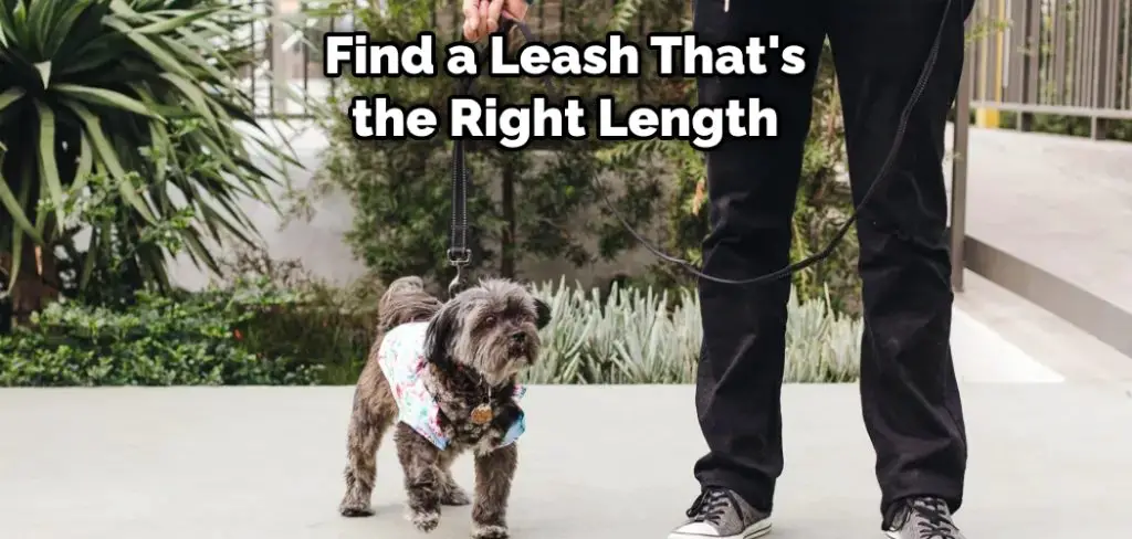 Find a Leash That's the Right Length