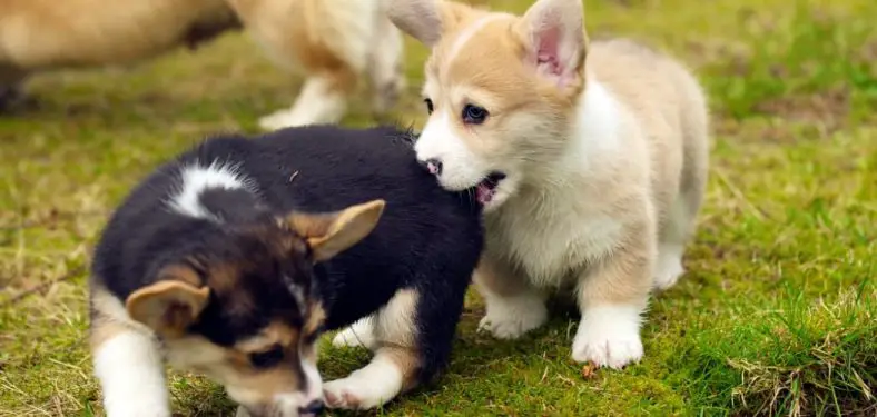 How to Train a Corgi Puppy Not to Bite