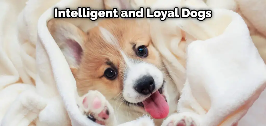 Intelligent and Loyal Dogs
