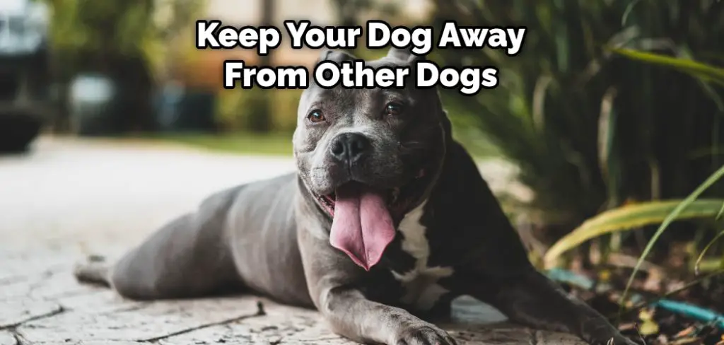 Keep Your Dog Away From Other Dogs
