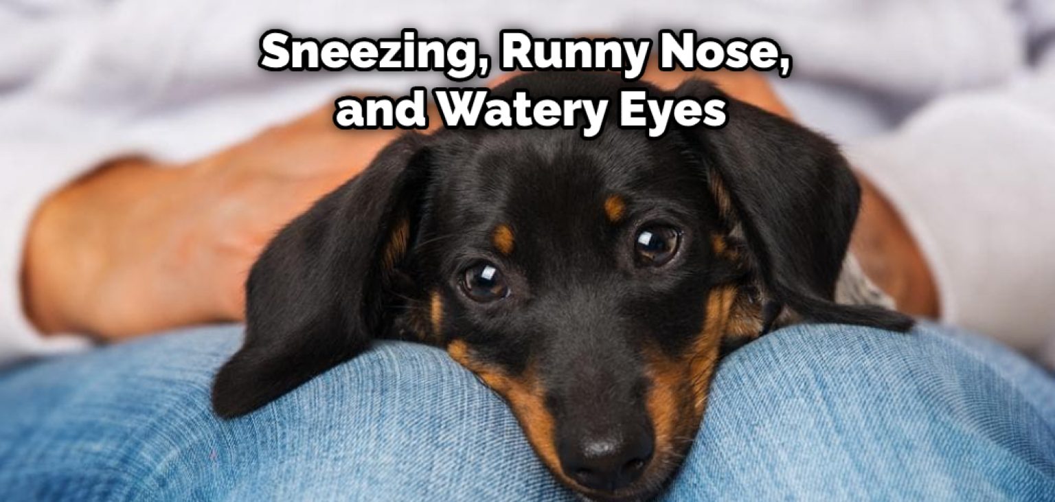 How to Treat Kennel Nose at Home 6 Effective Tips (2024)