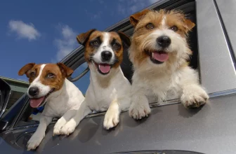 Three happy Jack Russell terriers incar front seat
