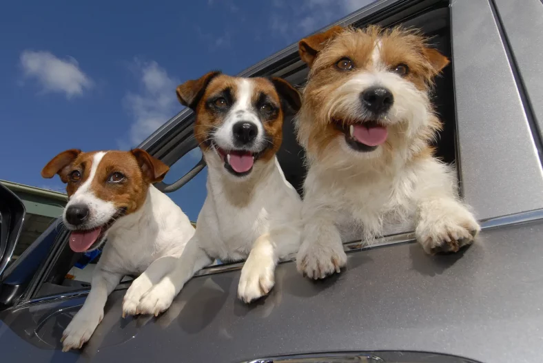 Three happy Jack Russell terriers incar front seat