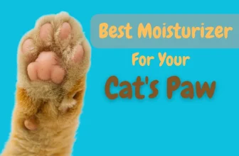 Close-up of Cat's Paw. Best Moisturizer for Cat's Paw