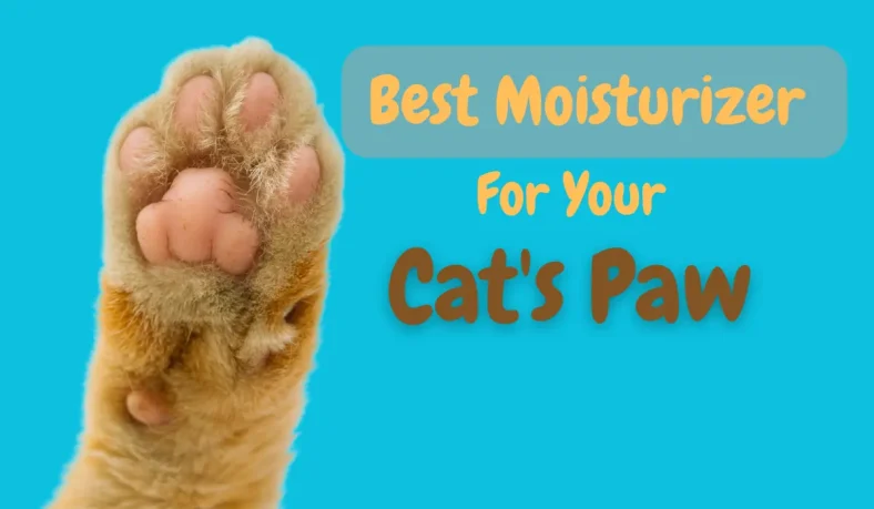 🐾5 Best Moisturizers for Your Cat’s Paws