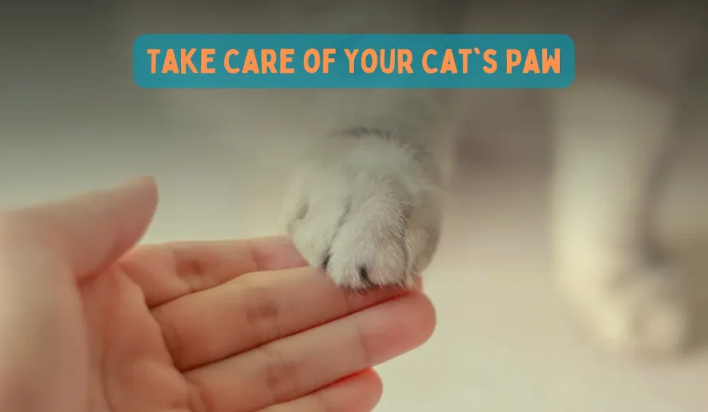 Take Care of Your Cat's Paw. Hand of a Girl Holding Cat's Paw
