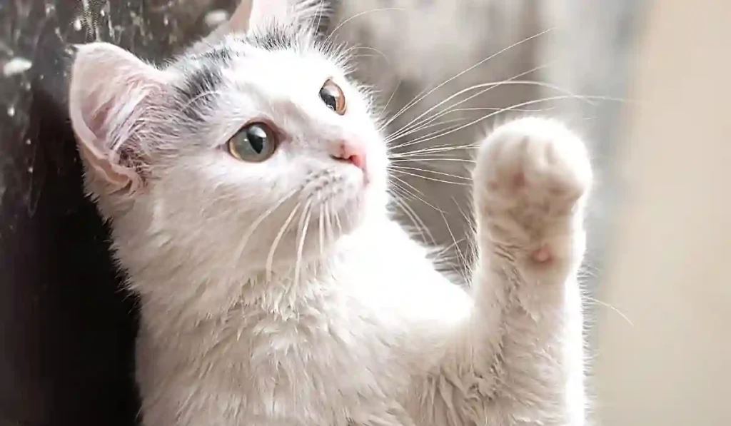 Cute White Cat raising her Paw