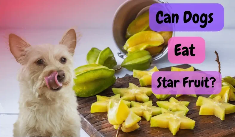 Can Dogs Eat Star Fruit?
