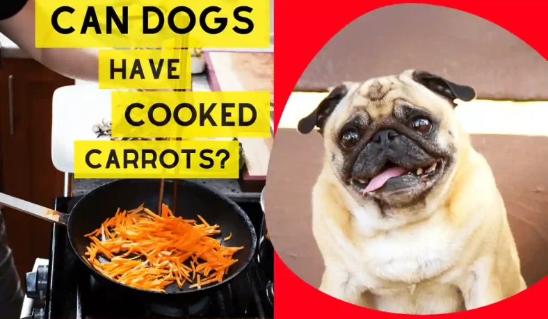 Can Dogs Have Cooked Carrots?