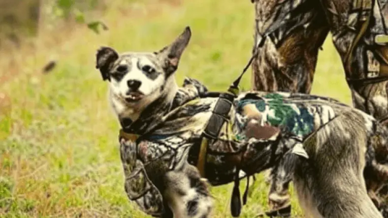 Dog in outdoor gear with his owner