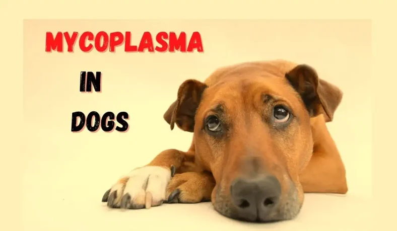 Mycoplasma in Dogs: Understanding, Diagnosis, and Prevention