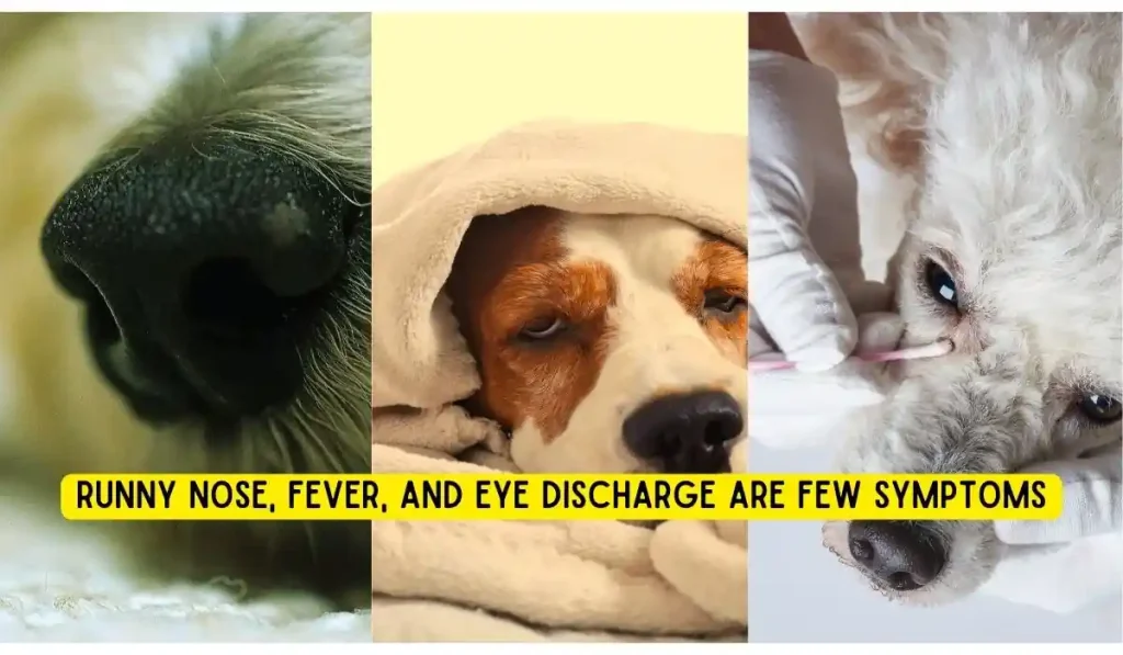 Close-up of dog nose in grid layout with a blanket-covered dog and a vet cleaning eye discharge.