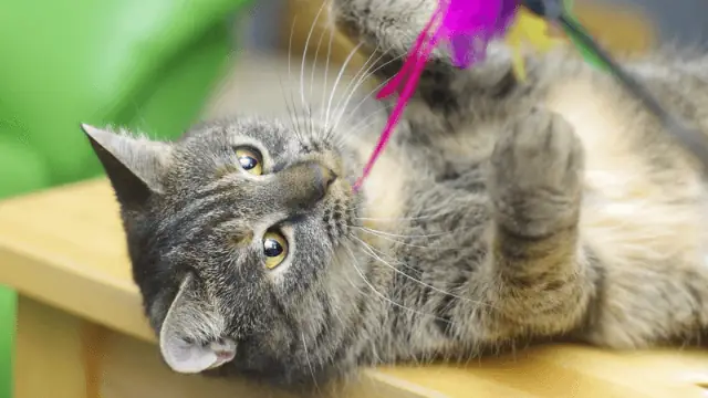 black and gray tabby kitten playing
