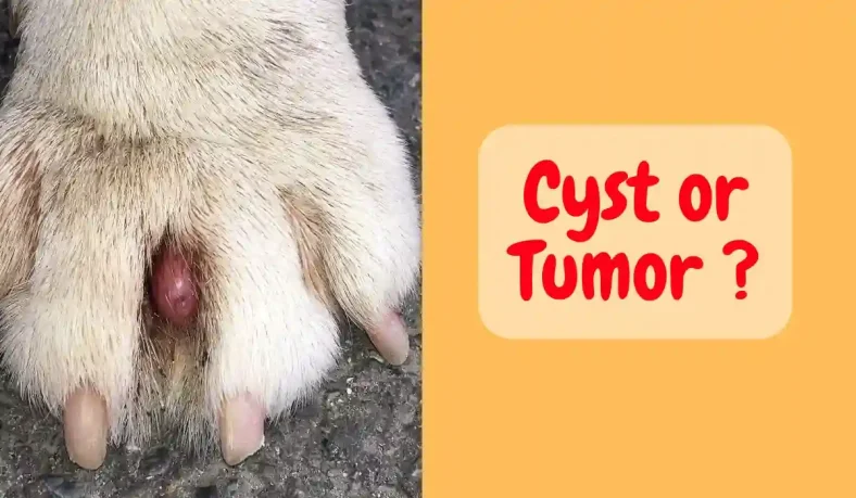 Dog Cysts Vs Tumors: What Every Pet Owner Should Know