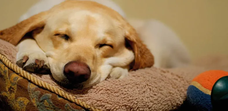 dog sleeping on dog bed