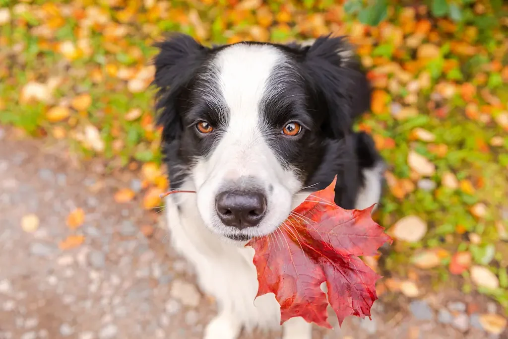 Why Do Dogs Eat Leaves?