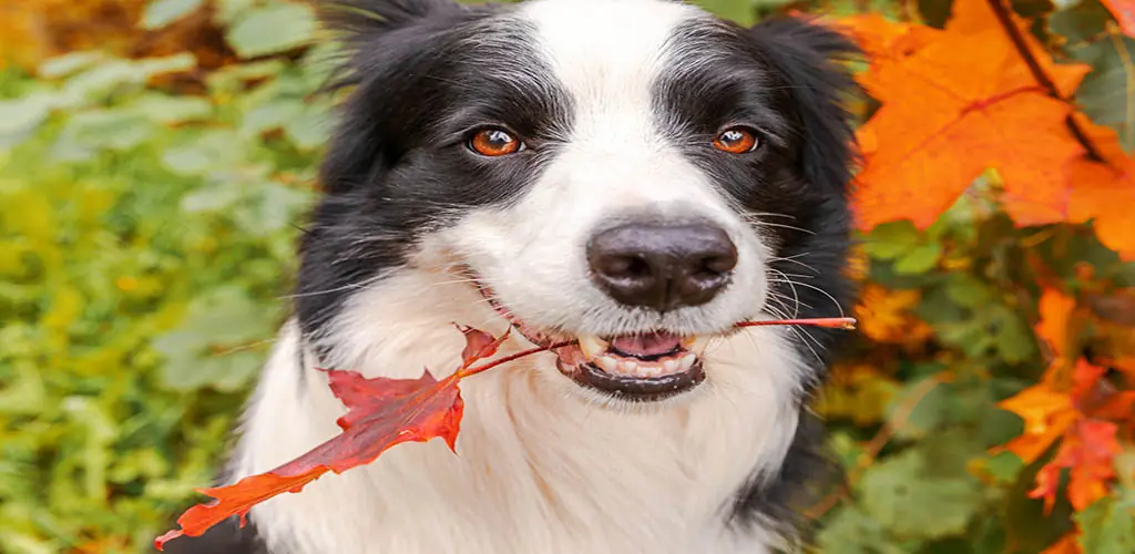puppy dog border collie with orange maple fall leaf in mouth