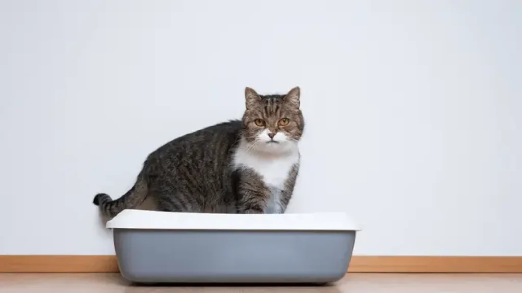 Cat in gray litter box