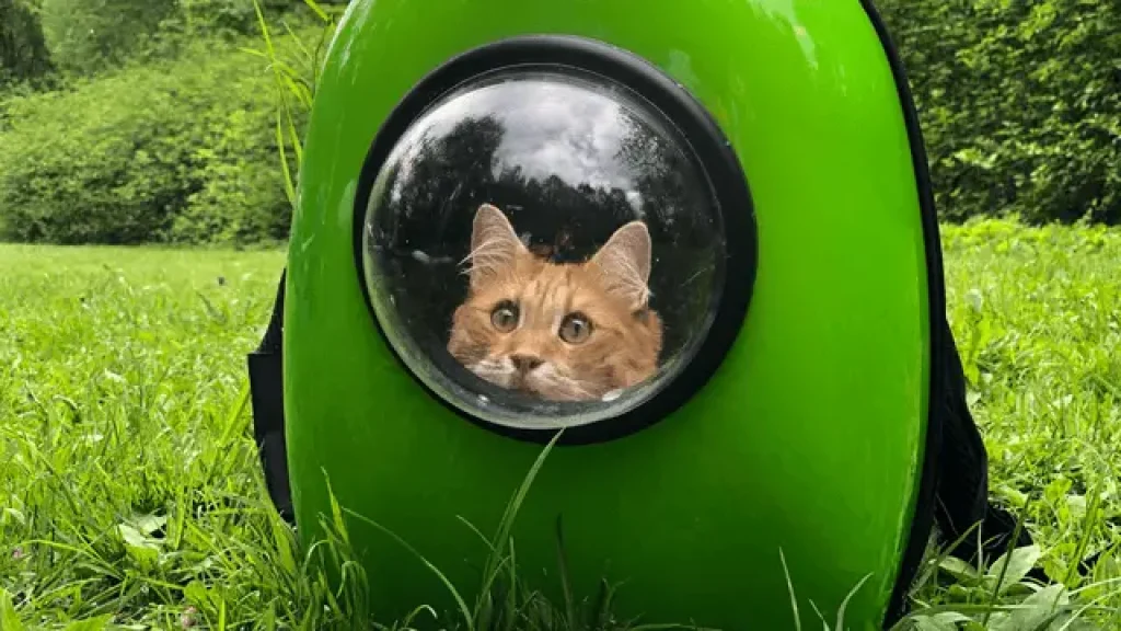 cat in green carrier