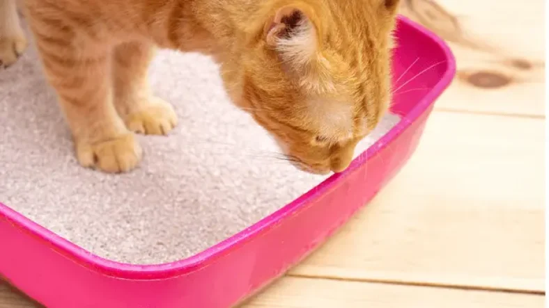 cat in pink litter box