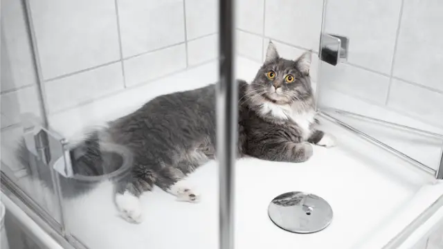 cat lying down beside a shower drain