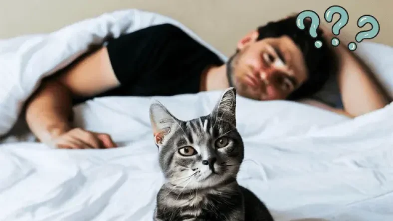 cat in bed with the owner wondering