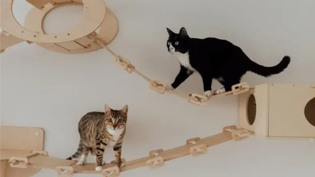 cat playing on wall mounted shelves