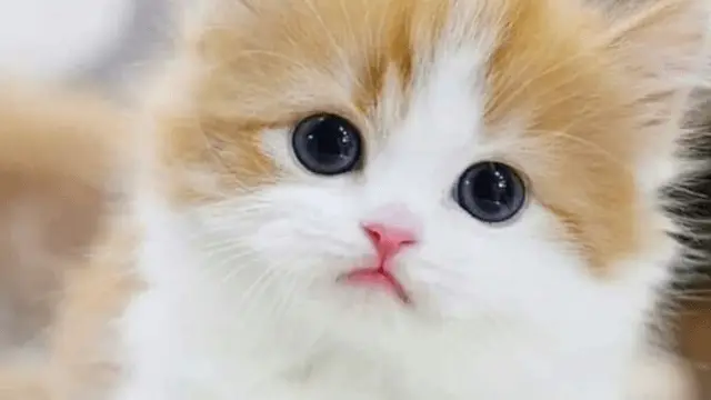 kitten eyes dilated