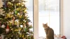 A cat sits on a windowsill near a Christmas tree with fairy lights