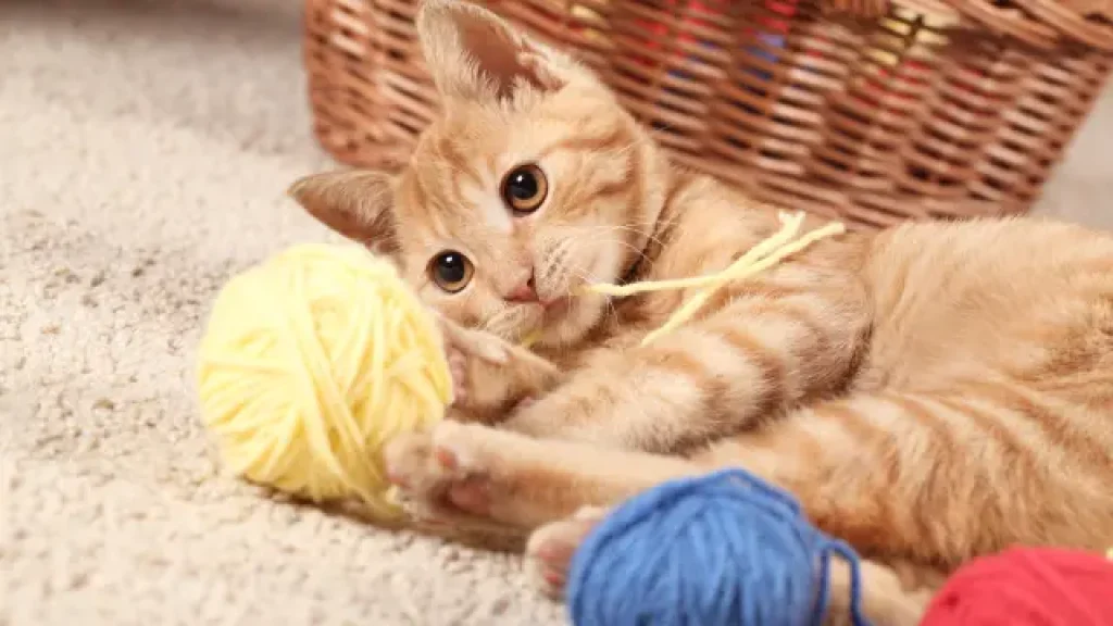 Cat playing with ball of yarn on carpet