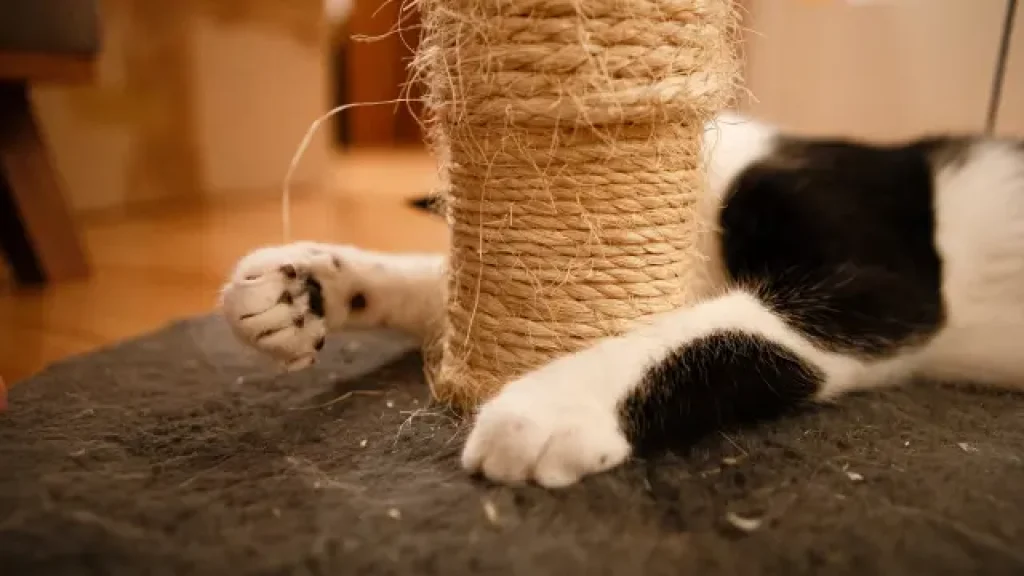 Cat playing with scratcher