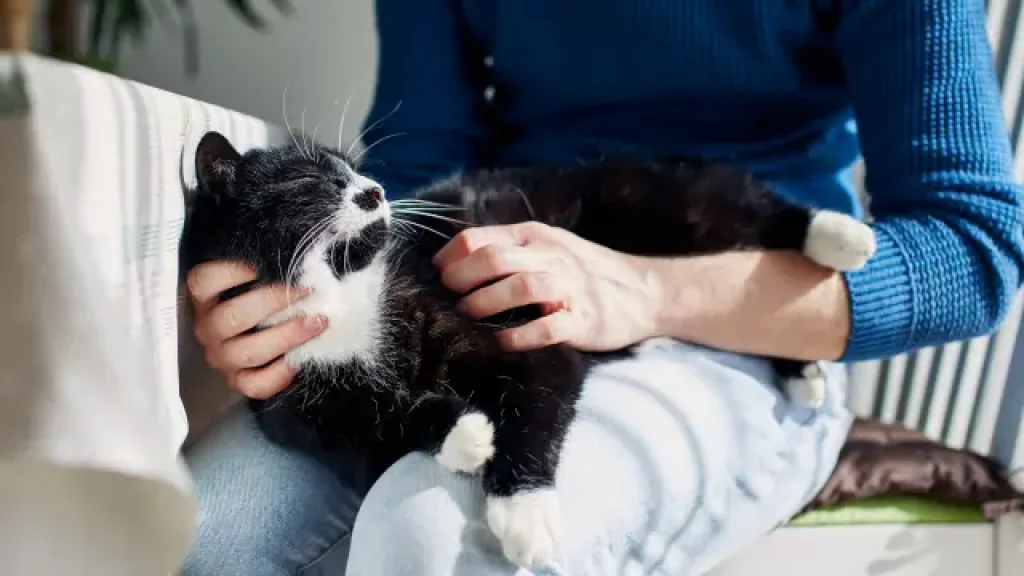 Owner hold sleeping cat on lap