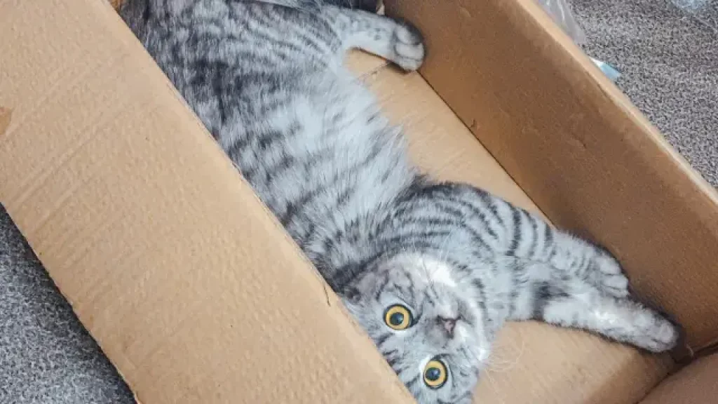 Tabby Cat in a box