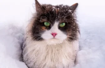 cat sits in the snow