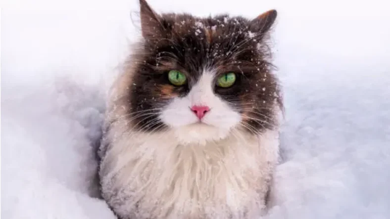 cat sits in the snow