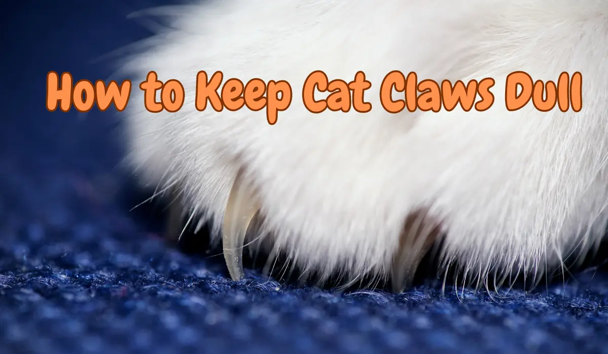 How To Keep Cat Claws Dull My Pets Guide