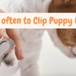 How Often To Clip Puppy Nails