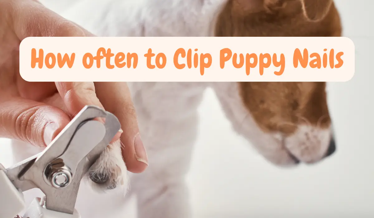 Clip puppy nails