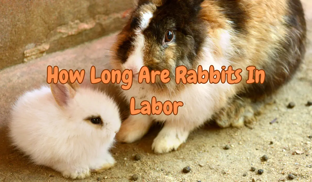 How Long Are Rabbits In Labor