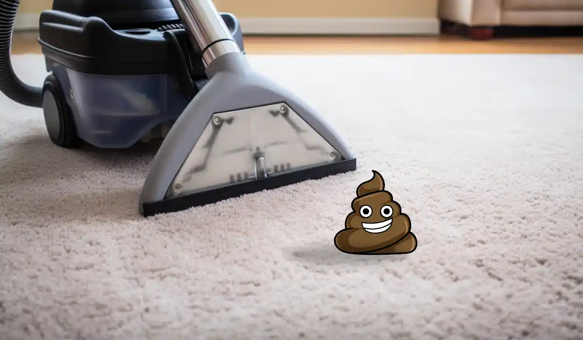 carpet with poop and carpet cleaner