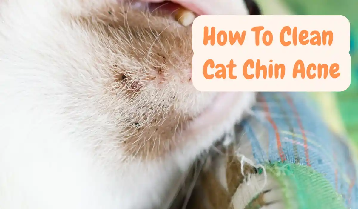 How to clean Cat Chin Acne