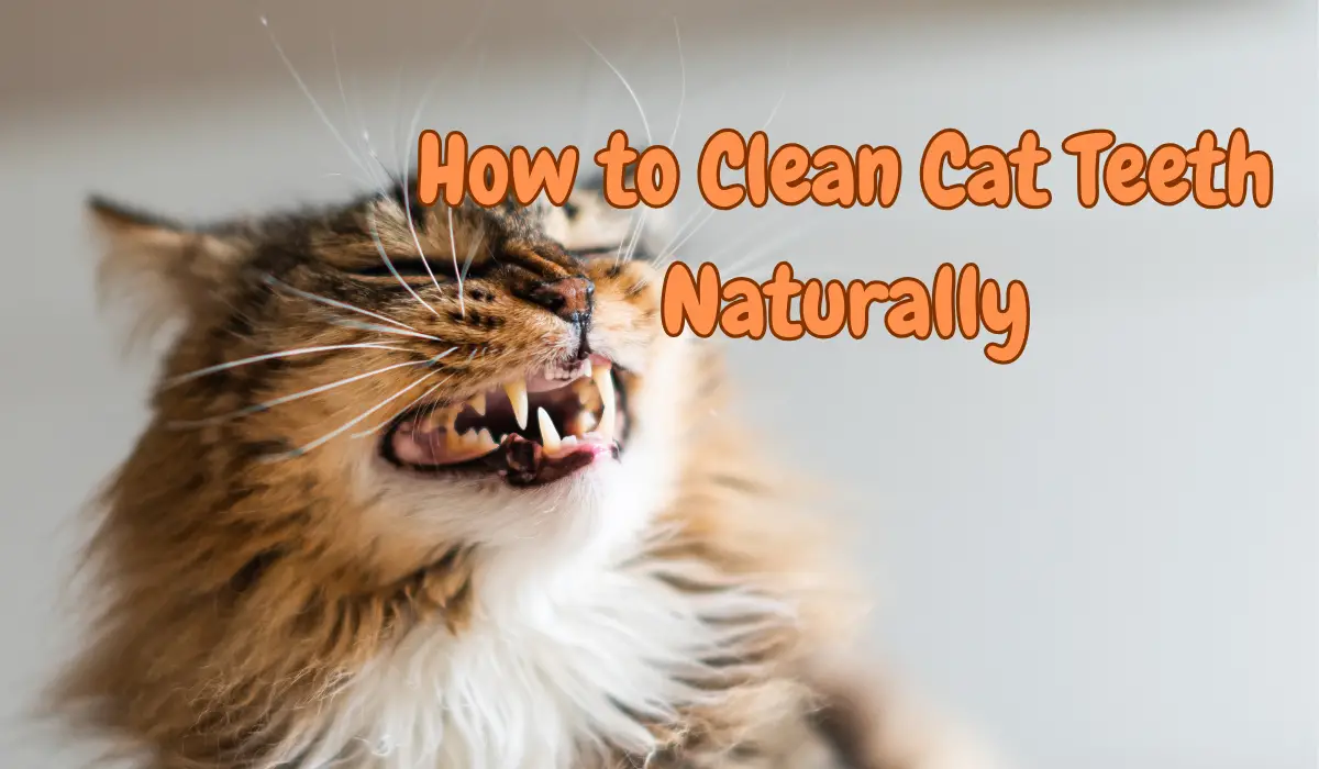 How To Clean Cats Teeth Naturally